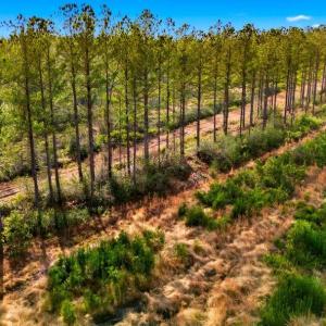 Photo #19 of Acreage Highway 45, Loris, SC 127.0 acres