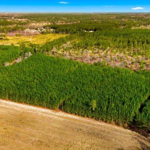 Photo #7 of Acreage Highway 45, Loris, SC 127.0 acres