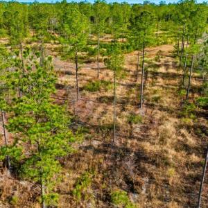 Photo #10 of Acreage Highway 45, Loris, SC 127.0 acres