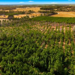 Photo #17 of Acreage Highway 45, Loris, SC 127.0 acres