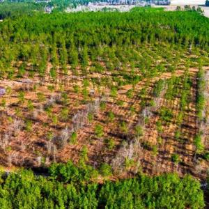 Photo #9 of Acreage Highway 45, Loris, SC 127.0 acres