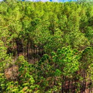 Photo #12 of Acreage Highway 45, Loris, SC 127.0 acres