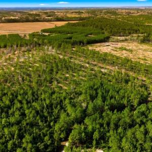 Photo #15 of Acreage Highway 45, Loris, SC 127.0 acres