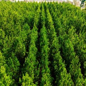 Photo #8 of Acreage Highway 45, Loris, SC 127.0 acres