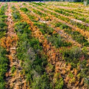 Photo #18 of Acreage Highway 45, Loris, SC 127.0 acres