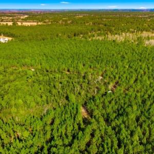 Photo #13 of Acreage Highway 45, Loris, SC 127.0 acres