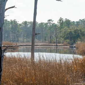 Water view featuring a forest