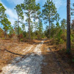 View of street with a forest view