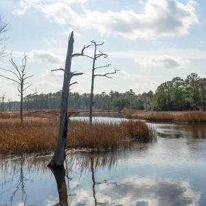 Water view featuring a forest