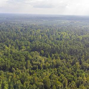 Photo #8 of TBD 37 Acres Highway 9 W, Nichols, SC 37.0 acres