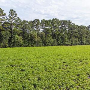 Photo #20 of TBD 37 Acres Highway 9 W, Nichols, SC 37.0 acres