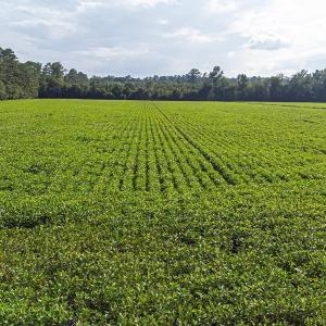 View of grassy yard with a view of rural / pastora