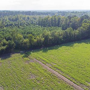 Photo #16 of TBD 37 Acres Highway 9 W, Nichols, SC 37.0 acres