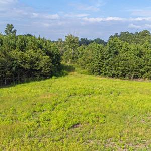 Drone / aerial view of a forest