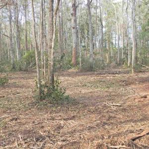 View of local wilderness