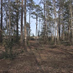 View of local wilderness