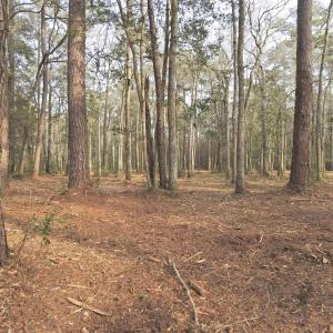 View of tree filled area