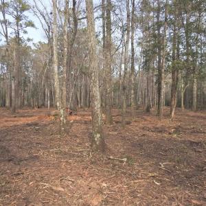 View of tree filled area