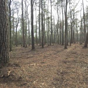 View of tree filled area