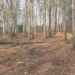 View of tree filled area