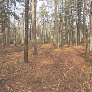 View of tree filled area