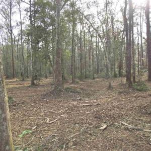 Photo #12 of 301 Bella Rd., Myrtle Beach, SC 7.4 acres