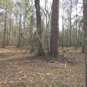 Photo #13 of 301 Bella Rd., Myrtle Beach, SC 7.4 acres