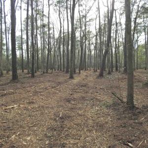 Photo #10 of 301 Bella Rd., Myrtle Beach, SC 7.4 acres