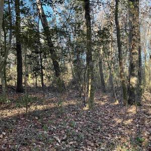 View of undeveloped land