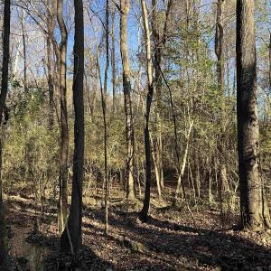 View of tree filled area