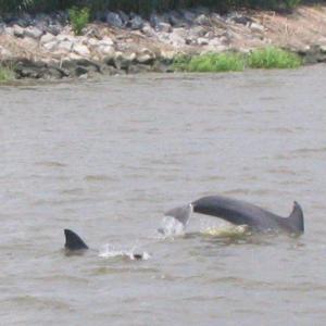 Photo #15 of Slip 40 Friendfield Marina, Georgetown, SC 0.2 acres