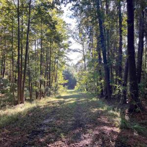 Photo #4 of TBD Highway 701 South, Georgetown, SC 58.0 acres