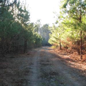 View of dirt / gravel road featuring a forest view