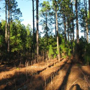 View of undeveloped land