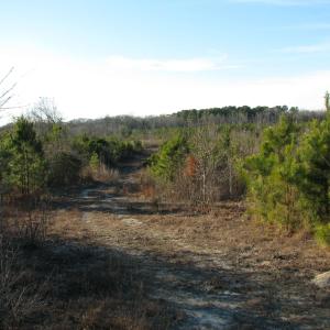 View of road featuring a view of trees