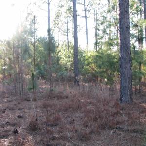 View of wooded area