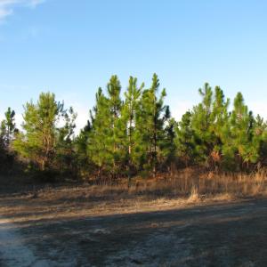 View of dirt / gravel road
