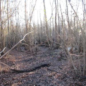 View of local wilderness