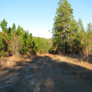 View of dirt / gravel road featuring a view of tre