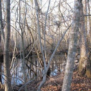 View of local wilderness