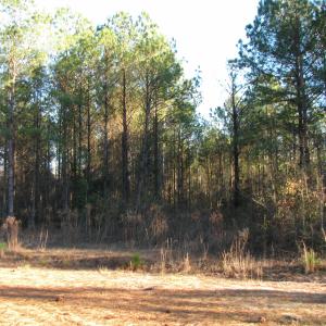 View of local wilderness