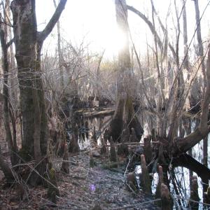 View of undeveloped land