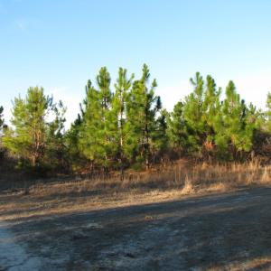 View of dirt / gravel road