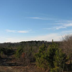 View of woods