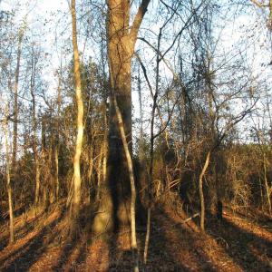 View of undeveloped land