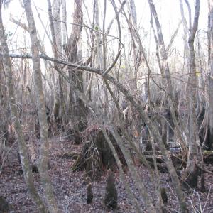 View of nature