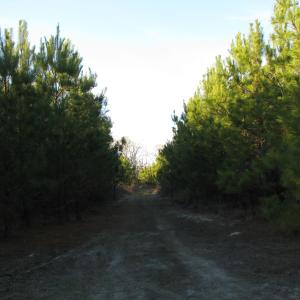 View of road