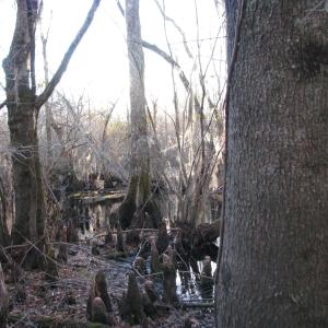 View of local wilderness