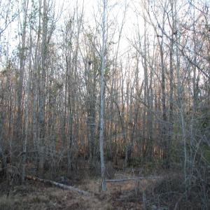 View of tree filled area