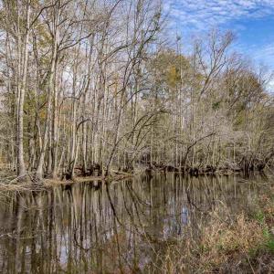 Water view featuring a forest
